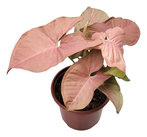 Singônio Pink