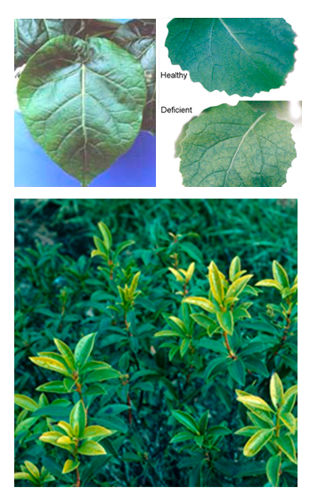 Como o Zinco Afeta a Absorção de Cobre?