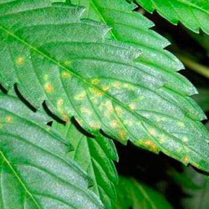 A Importância do Cobre para o Sistema Imunológico