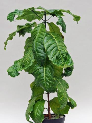 Osteoporose: Um Sinal de Deficiência de Cobre?