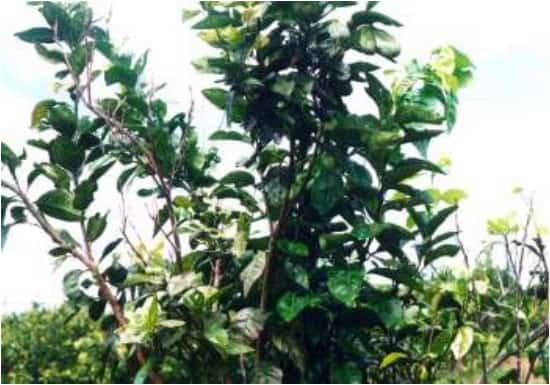 Dieta Rica em Cobre: Prevenindo a Deficiência