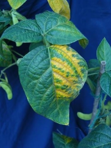 sintomas de deficiência de cobre