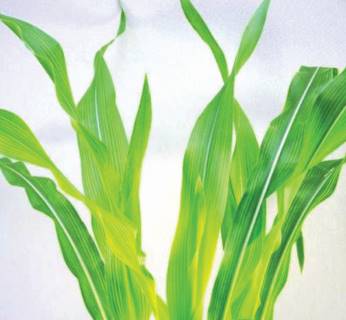 Como o Zinco Afeta a Absorção de Cobre?