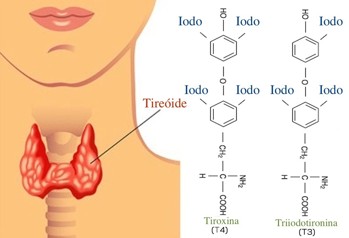 Como o Iodo Afeta o Desenvolvimento Cerebral do Bebê