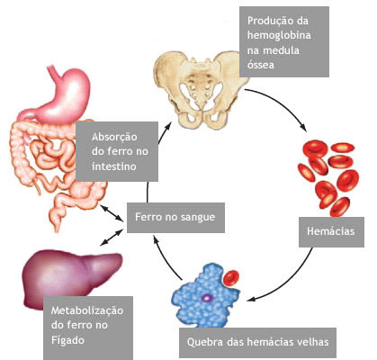 O que é Ferritina e Por Que Ela Pode Estar Alta?