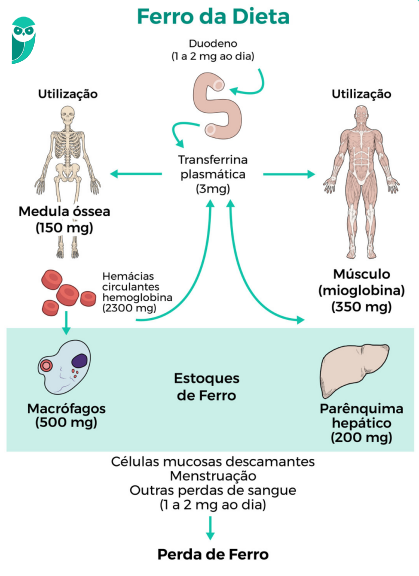 Alimentação e Estilo de Vida para Controlar a Sobrecarga de Ferro