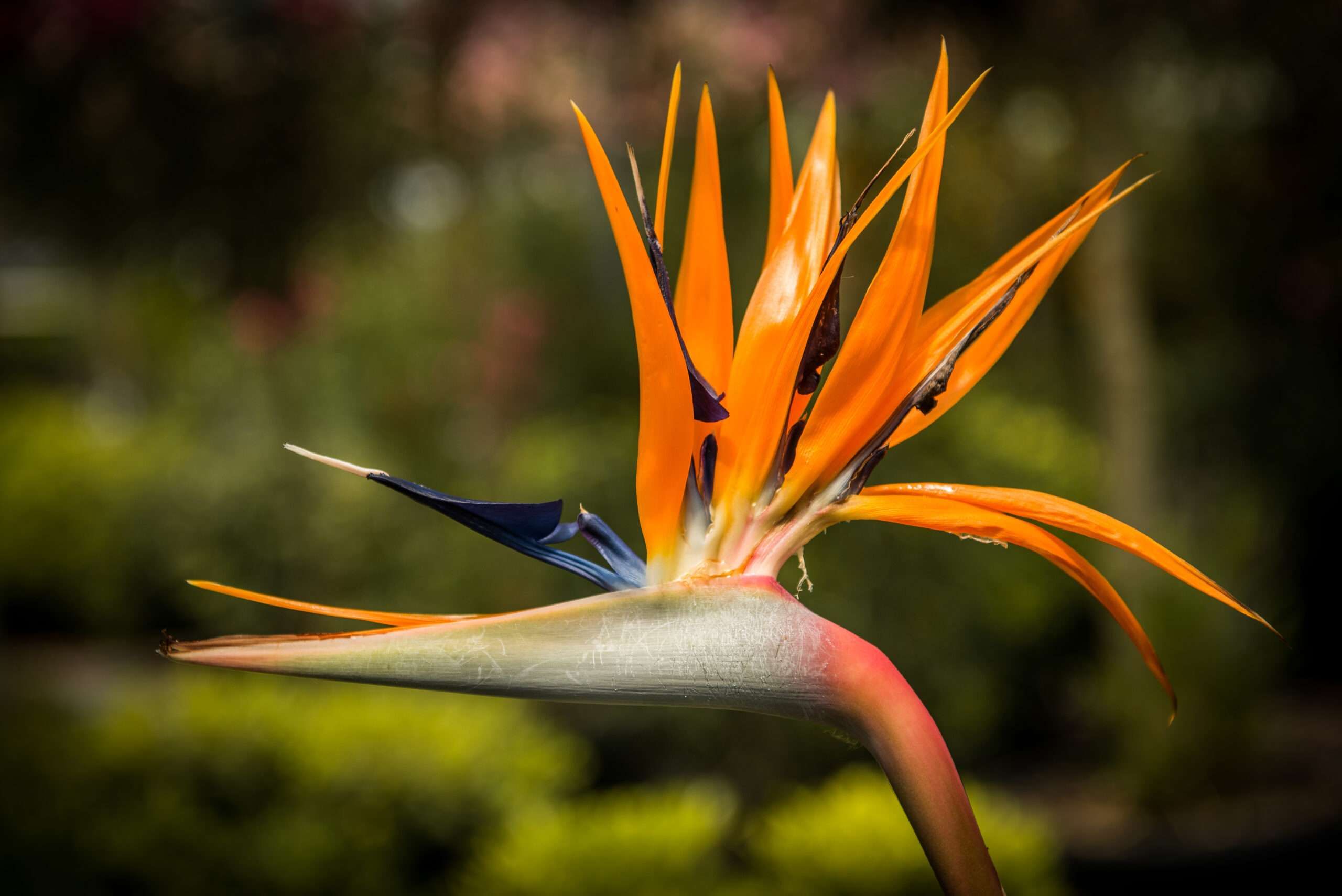 Como cuidar de Strelitzia em vaso