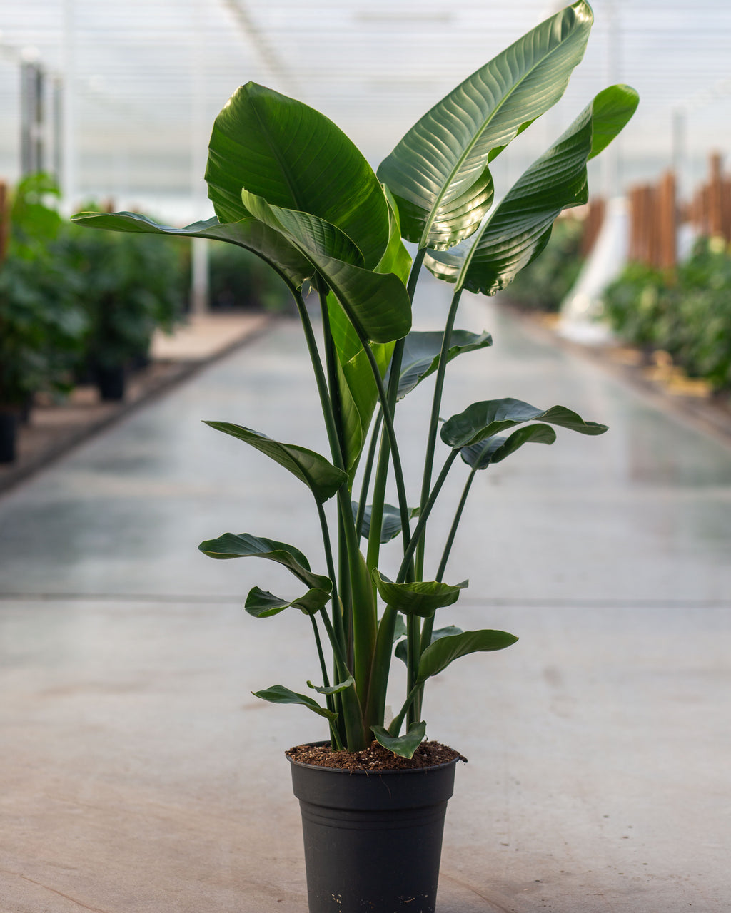 Strelitzia reginae vs Strelitzia nicolai