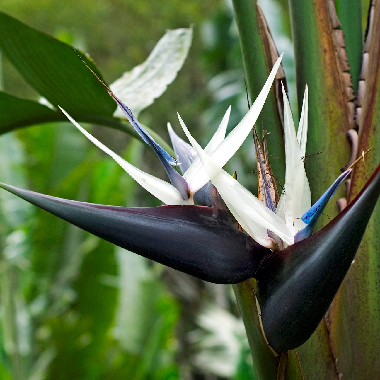 Floração da Ave-do-Paraíso
