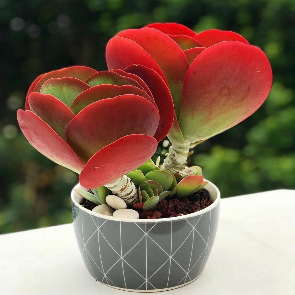 Kalanchoe luciae