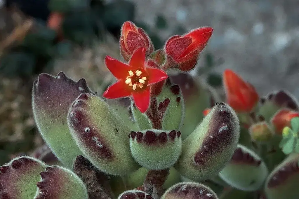Kalanchoe tomentosa cuidados