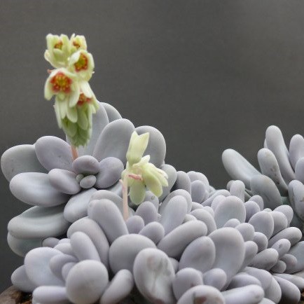 Pachyphytum oviferum