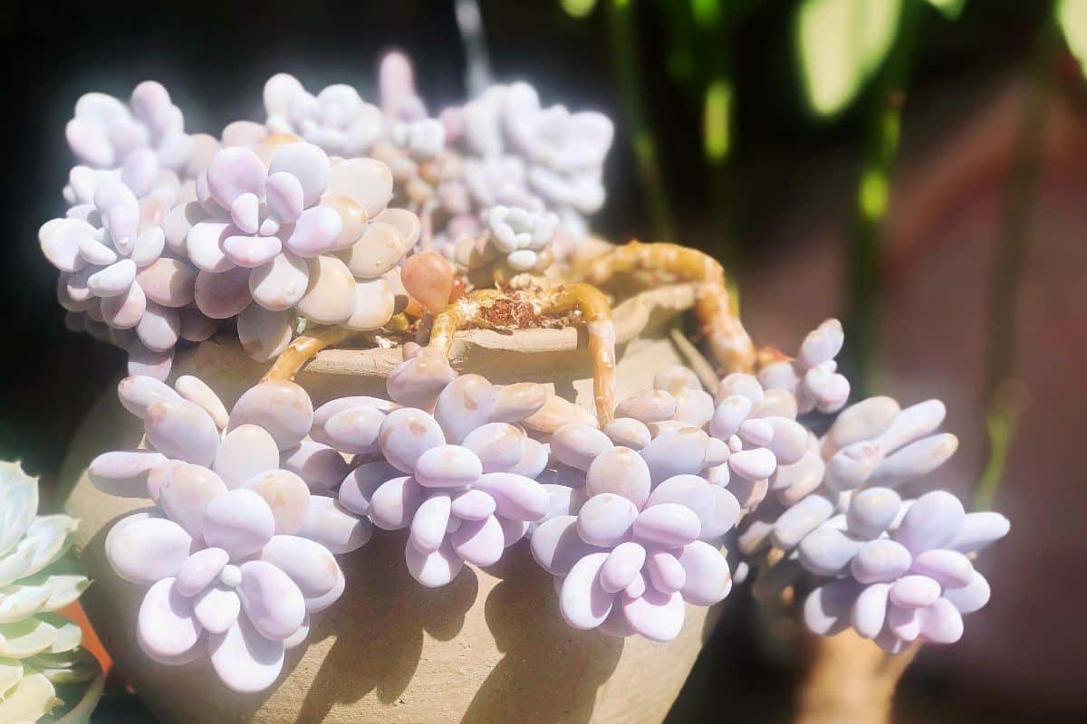 Moonstone Succulent