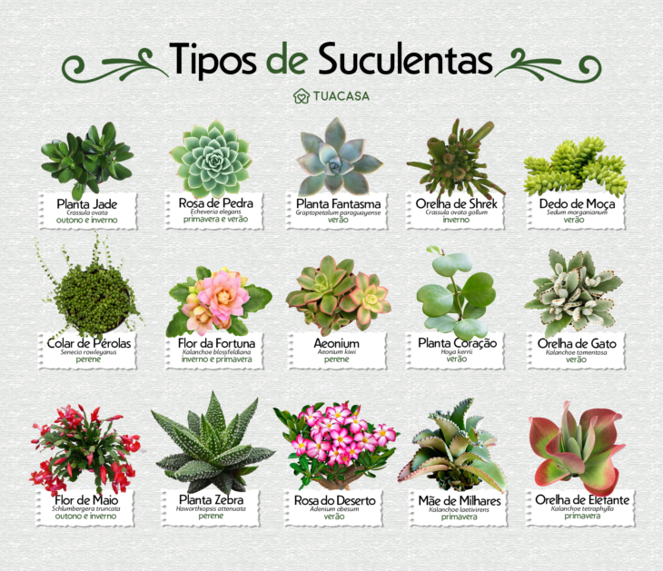 suculentas nomes populares