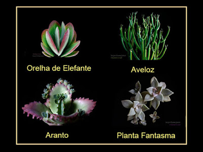 suculentas nomes científicos