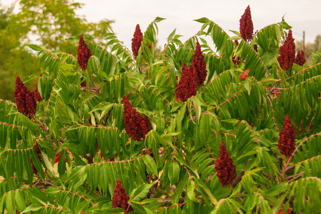5 Receitas Fáceis com Sumac para Iniciantes