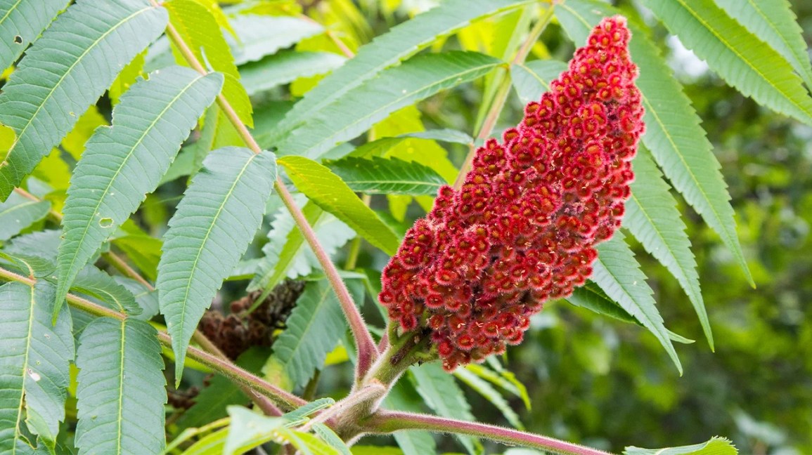Os Benefícios Surpreendentes do Sumac para a Saúde