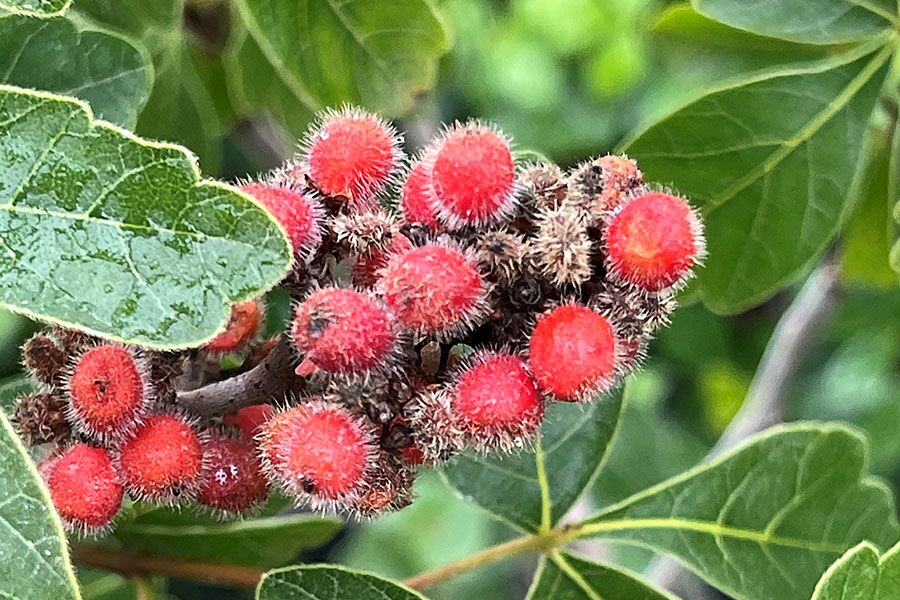 Onde Comprar Sumac de Qualidade no Brasil: Guia de Lojas