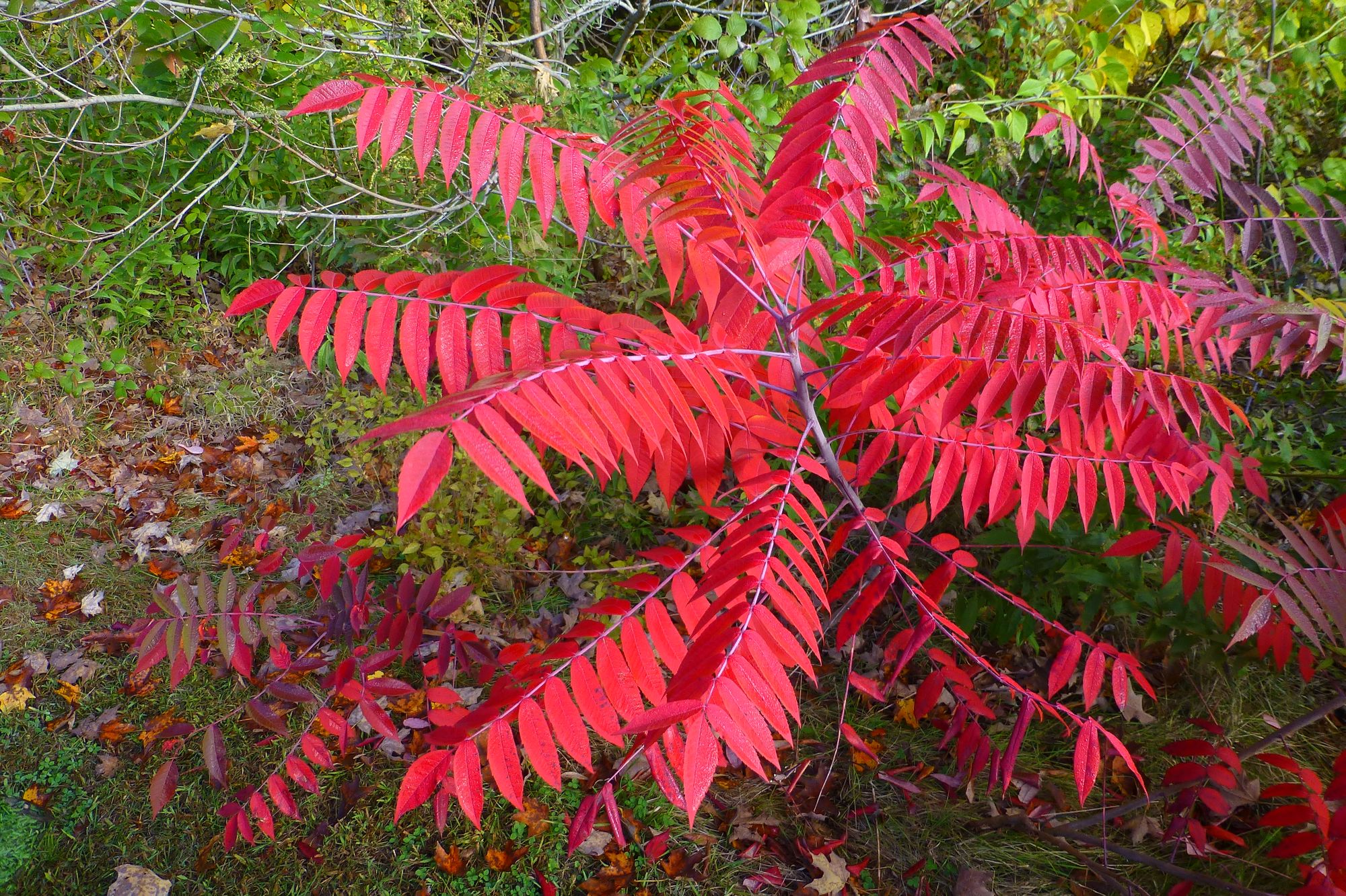 sumac