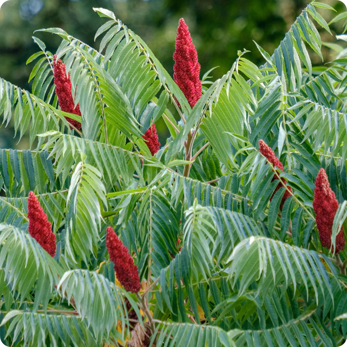 Os Benefícios Surpreendentes do Sumac para a Saúde
