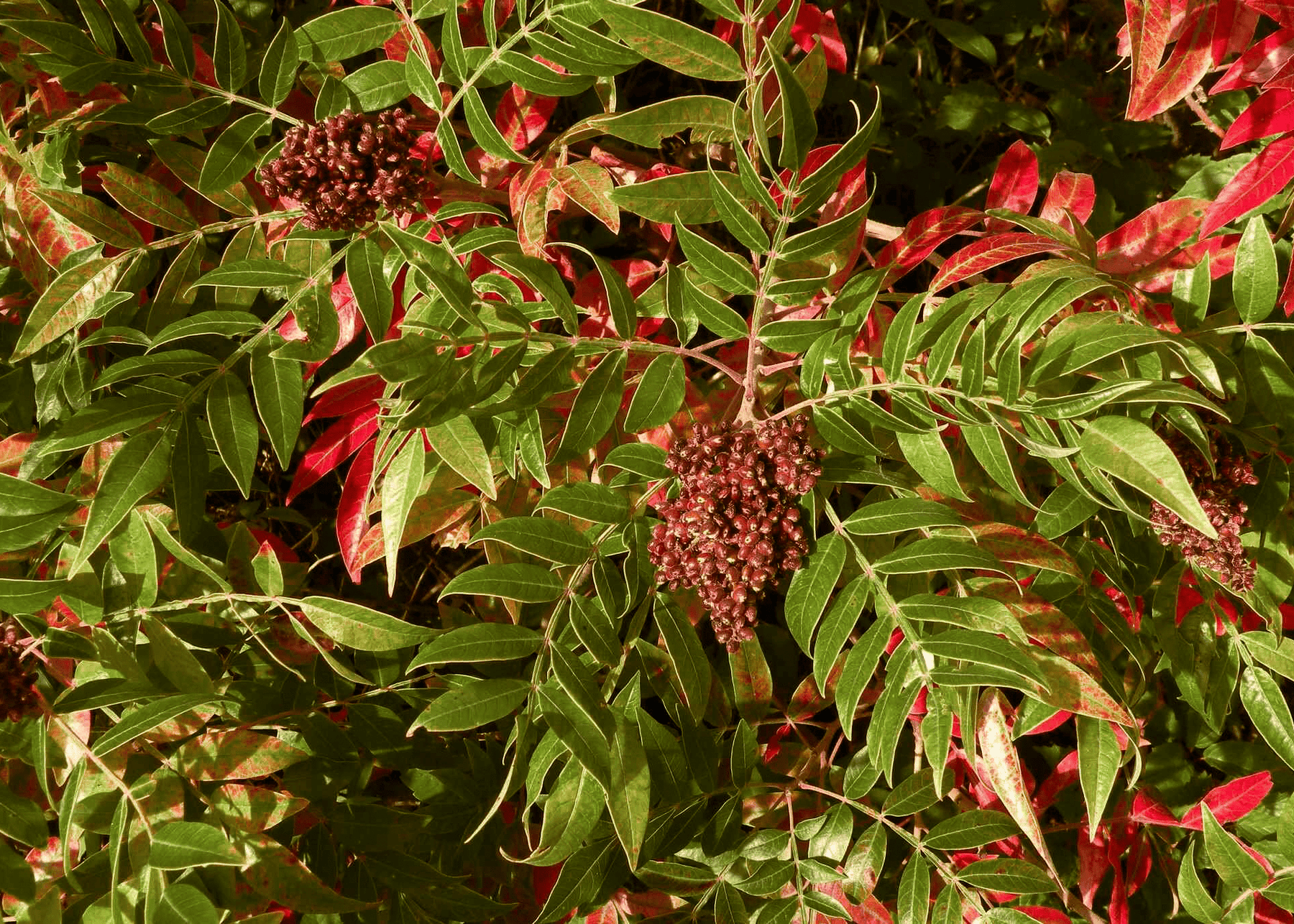 Guia Completo: Como Usar Sumac na Culinária