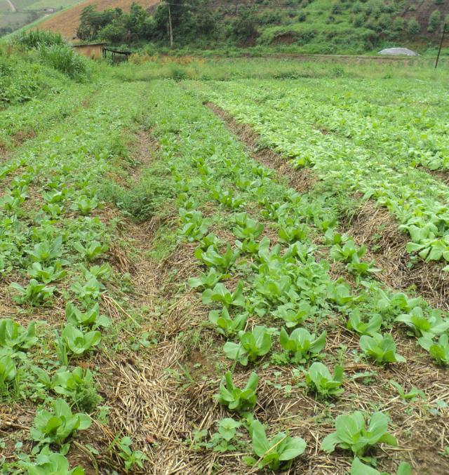 Como escolher a melhor palhada para o seu plantio direto