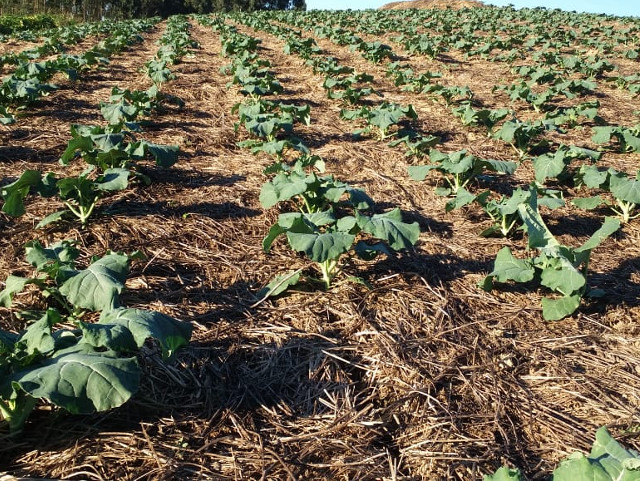 Guia completo de rotação de culturas para hortas