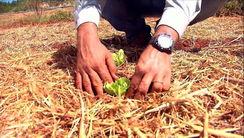 Os 5 principais erros ao implementar o plantio direto