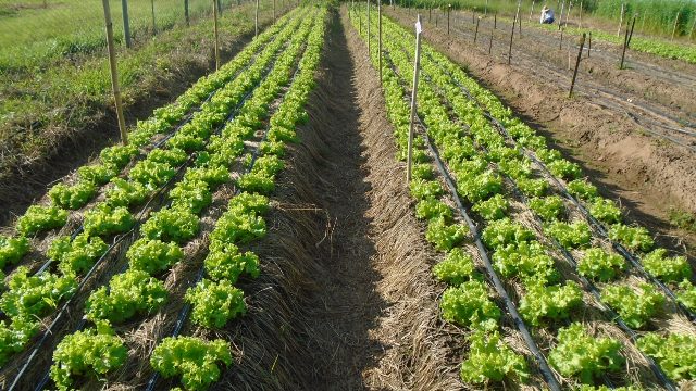 Plantio direto vs. convencional: qual a melhor opção para sua horta?