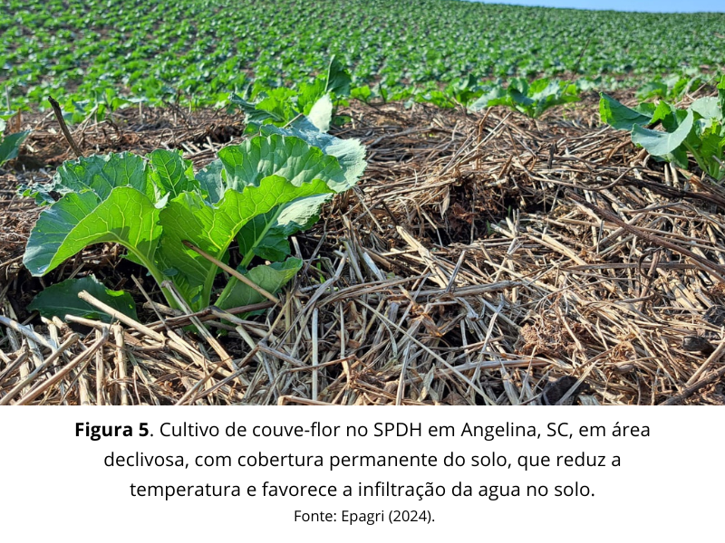 técnica de plantio direto na horta