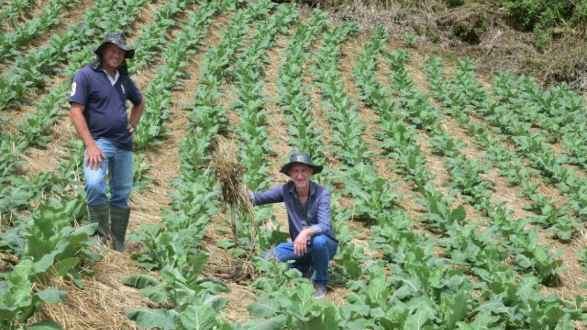 Como escolher a melhor palhada para o seu plantio direto