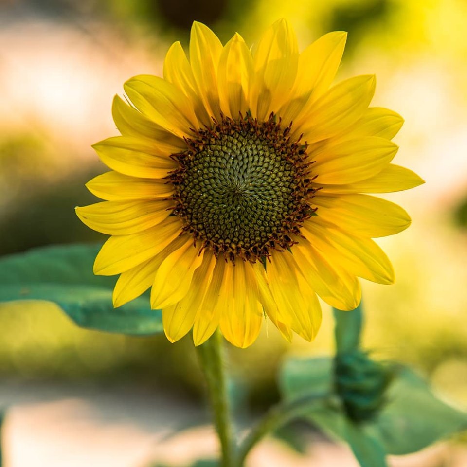 Receitas Picantes para Escorpião