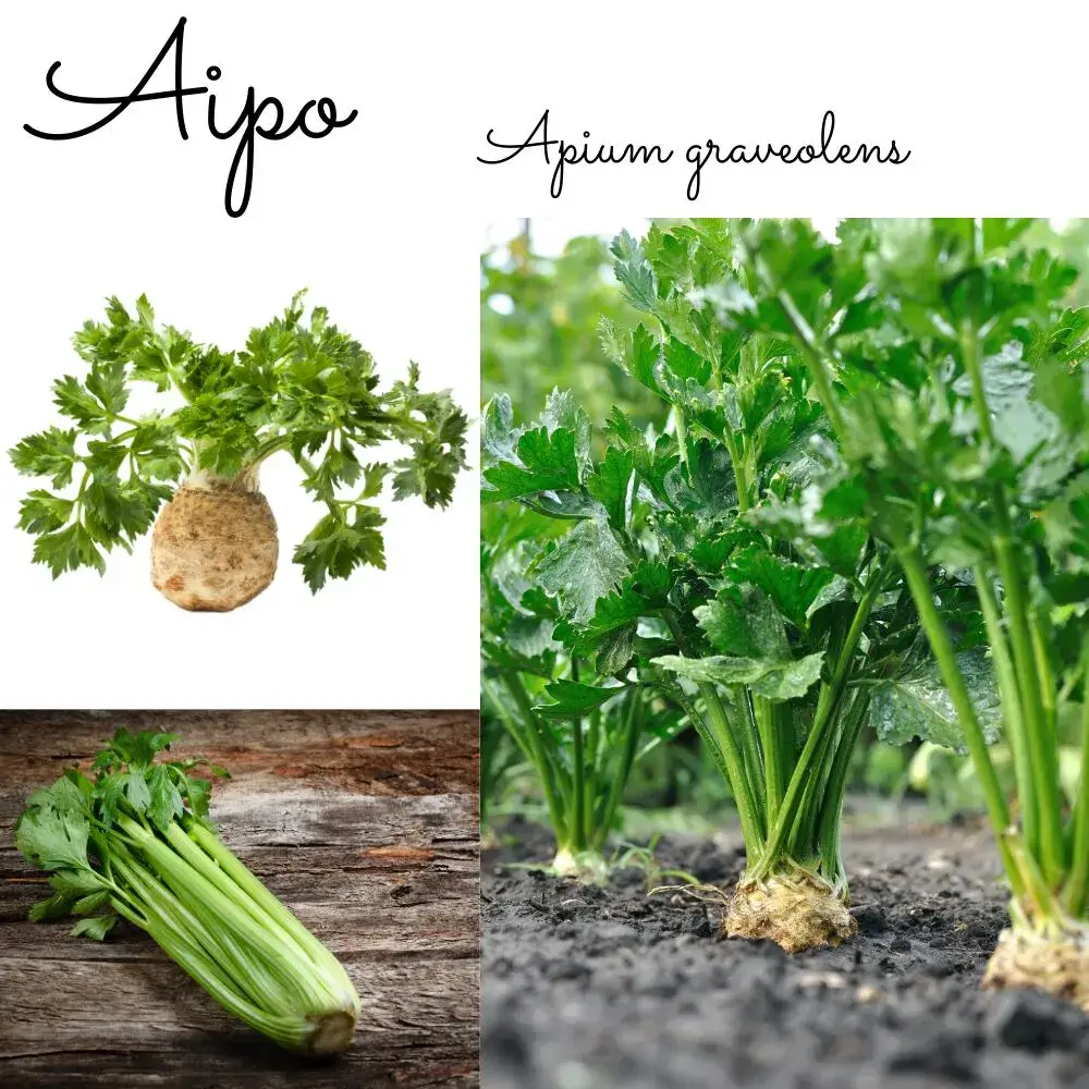 Guia completo de ervas secas: como usar e conservar