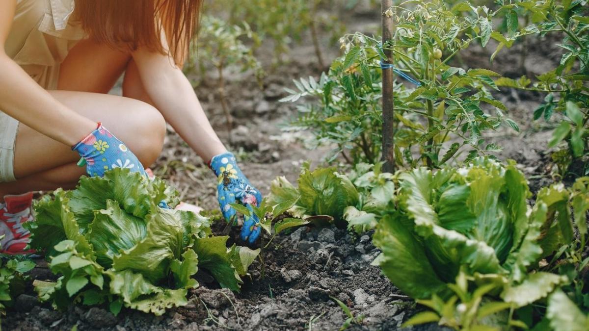 Benefícios da hortoterapia para idosos