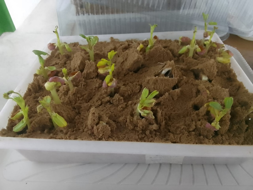 teste de germinação de sementes