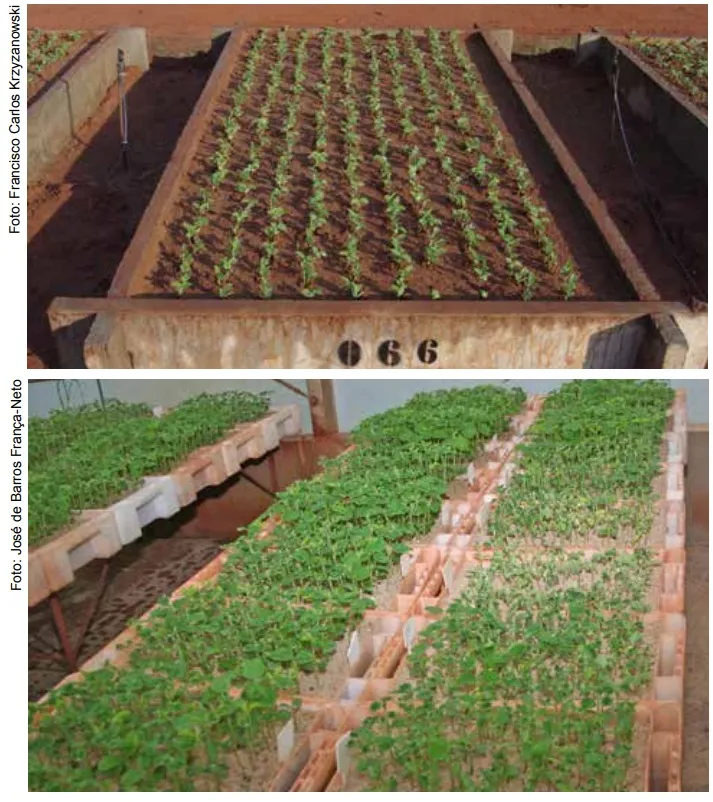 teste de germinação de sementes