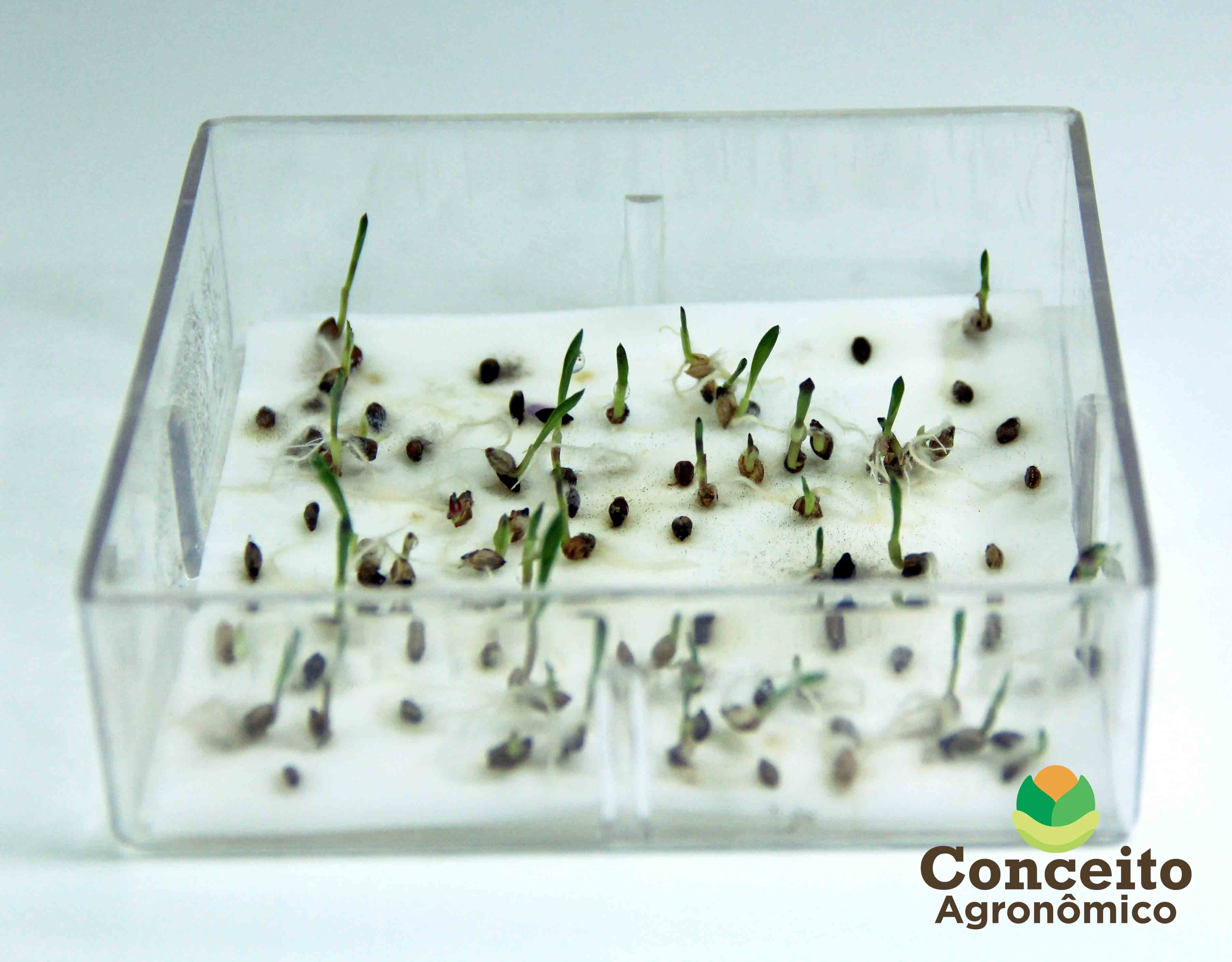 Guia Completo: Teste de Germinação para Diferentes Culturas; Entenda o Teste de Vigor: Mais que Germinação; Teste de Tetrazólio: A Ciência por Trás da Viabilidade das Sementes; Como Calcular a Porcentagem de Germinação Corretamente; Fatores que Afetam a Germinação das Sementes: Um Guia Prático