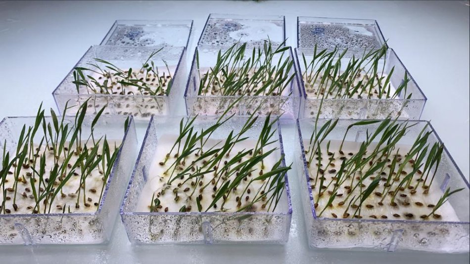 teste de germinação de sementes