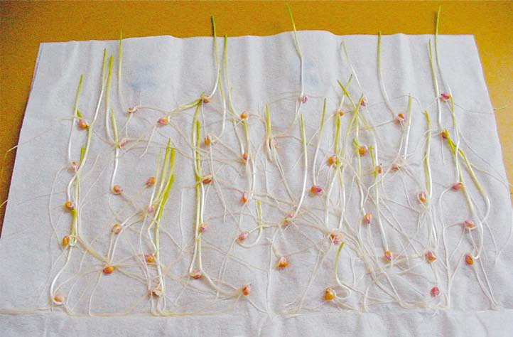 Guia Completo: Teste de Germinação para Diferentes Culturas; Entenda o Teste de Vigor: Mais que Germinação; Teste de Tetrazólio: A Ciência por Trás da Viabilidade das Sementes; Como Calcular a Porcentagem de Germinação Corretamente; Fatores que Afetam a Germinação das Sementes: Um Guia Prático