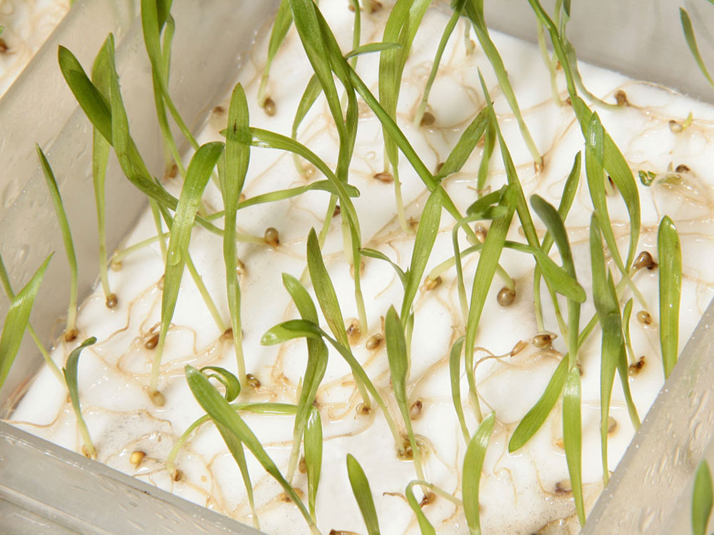 teste de germinação de sementes