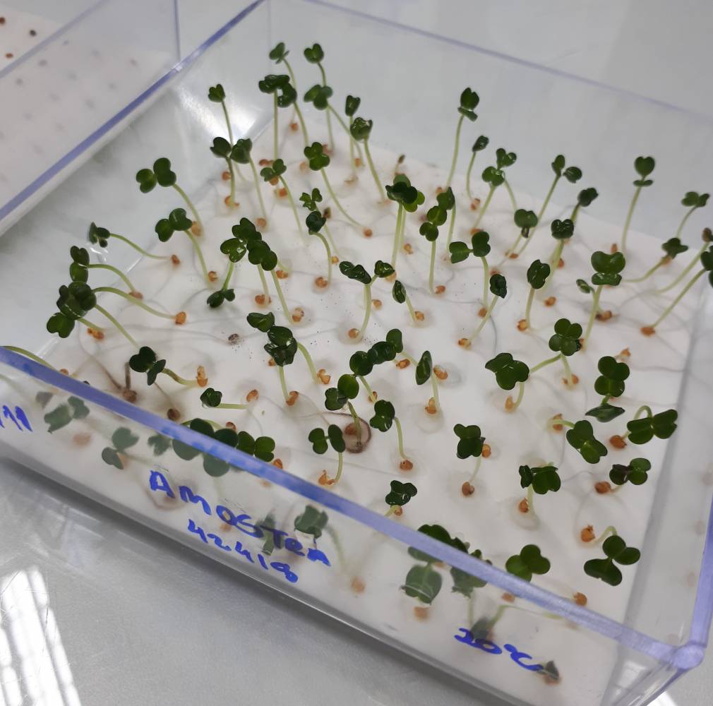 Guia Completo: Teste de Germinação para Diferentes Culturas; Entenda o Teste de Vigor: Mais que Germinação; Teste de Tetrazólio: A Ciência por Trás da Viabilidade das Sementes; Como Calcular a Porcentagem de Germinação Corretamente; Fatores que Afetam a Germinação das Sementes: Um Guia Prático