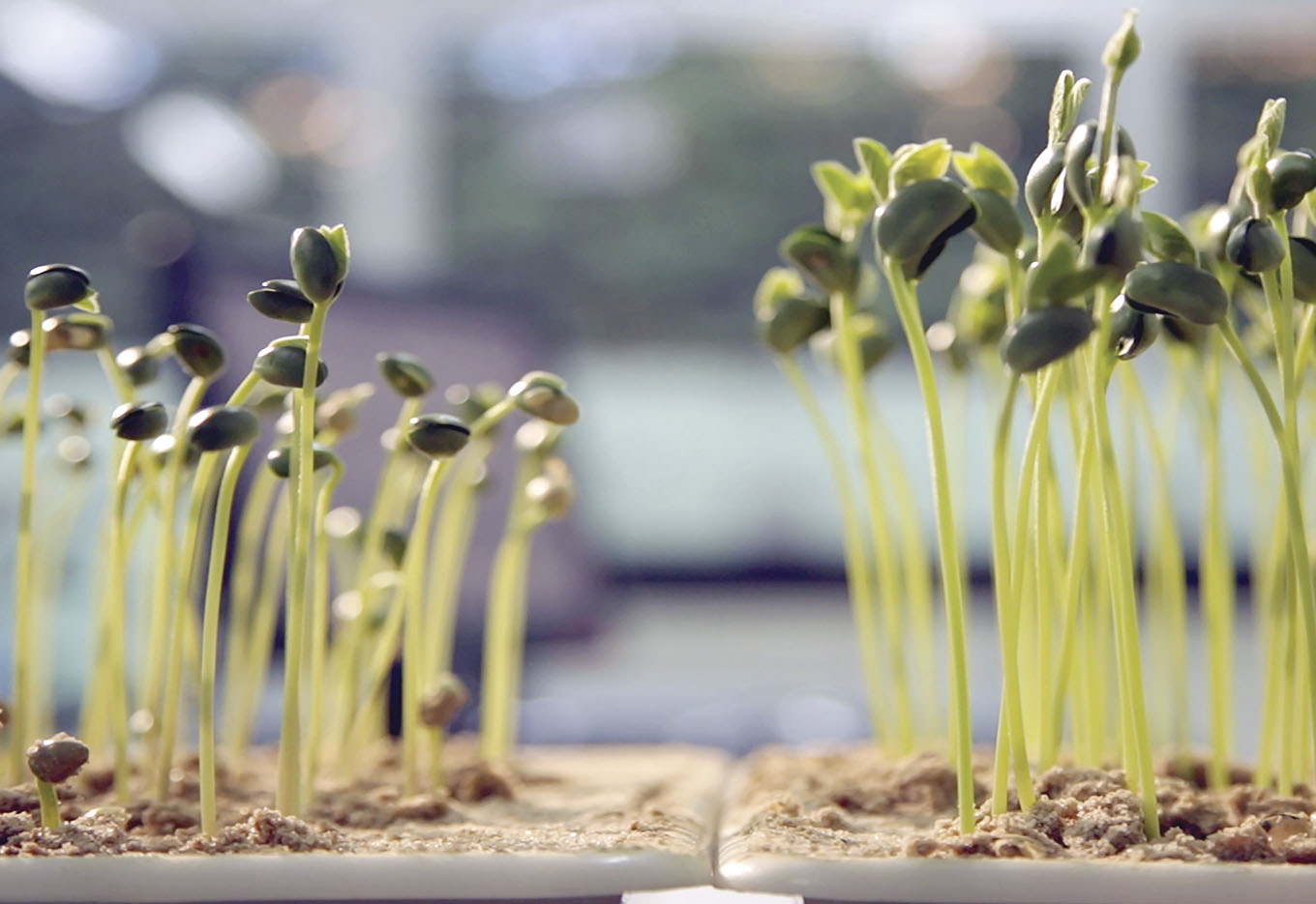 teste de germinação de sementes