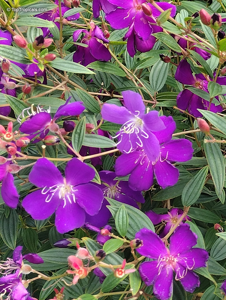 tibouchina cuidados