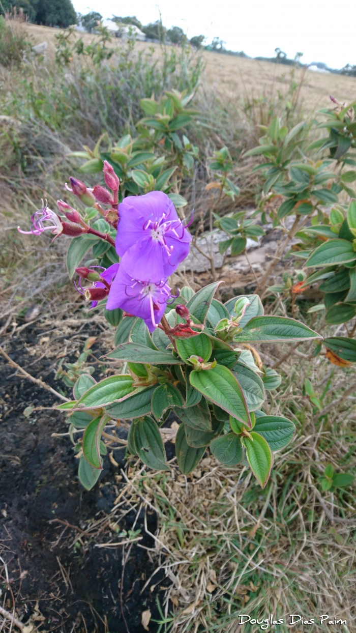 tibouchina flor