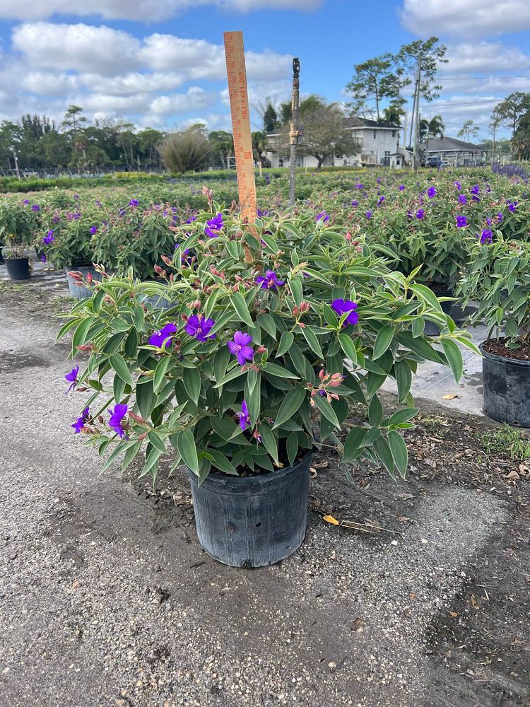 tibouchina roxa