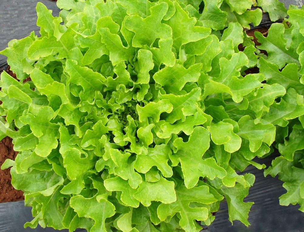 melhores tipos de alface para salada de verão