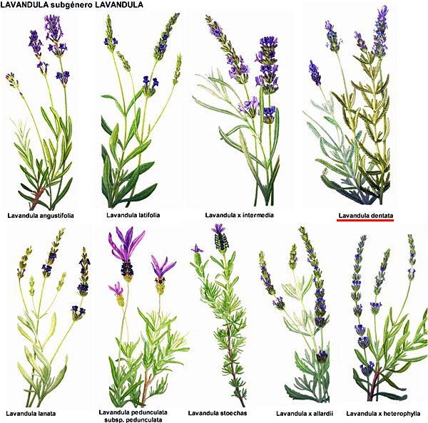 tipos de lavanda