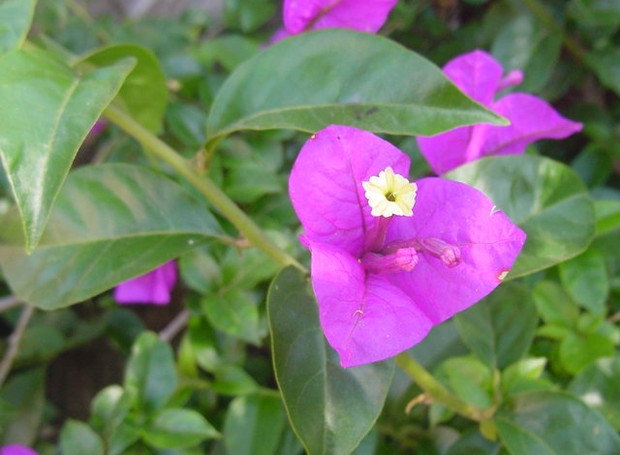 Primavera trepadeira