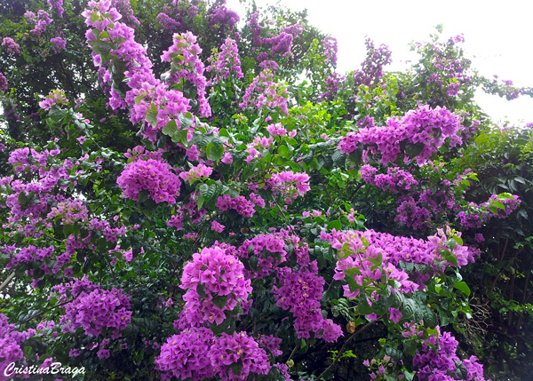 Primavera anã