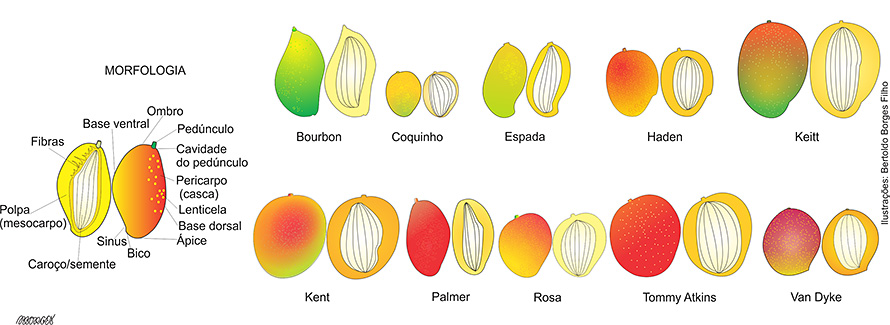 As 5 Mangas Mais Doces do Brasil para Saborear In Natura